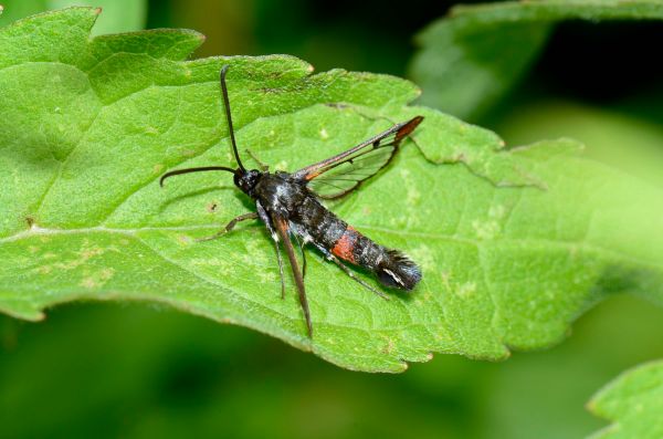 clearwing, red-tipped  02