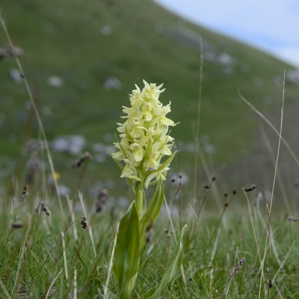 I think this is Elderflower Orchid Dactylorhiza sambuca. It certainly looked like a lotus that was good enough to eat
