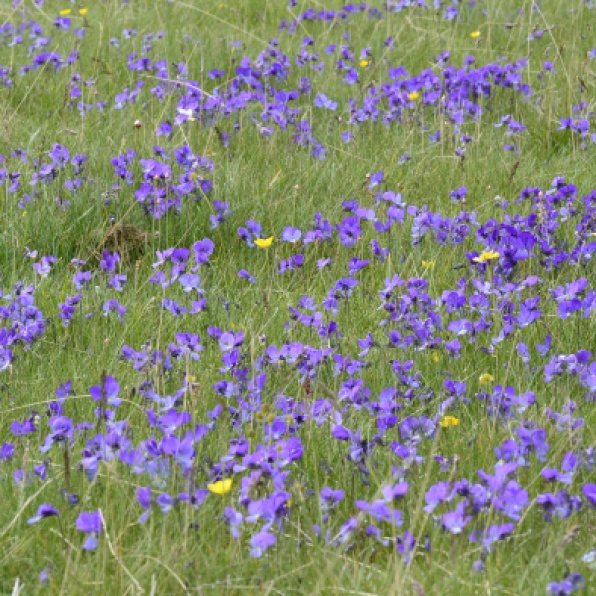 On the Astraka tops just below Mt Gamila the violets were so abundant in May that they turned whole sections of the meadows blue that could be seen from miles away