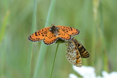 Spotted fritillary is one of the commonest and most beautiful of the Zagori species in spring