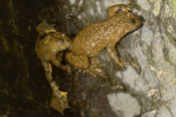 yellow bellied toad Bombina variegata lives in the stiller sections of the river or any pools that form