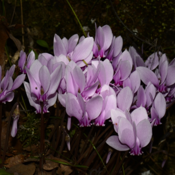 the stygal gloom in the woods around Vikos was frequently softened by the million tapers of the flowering cyclamens