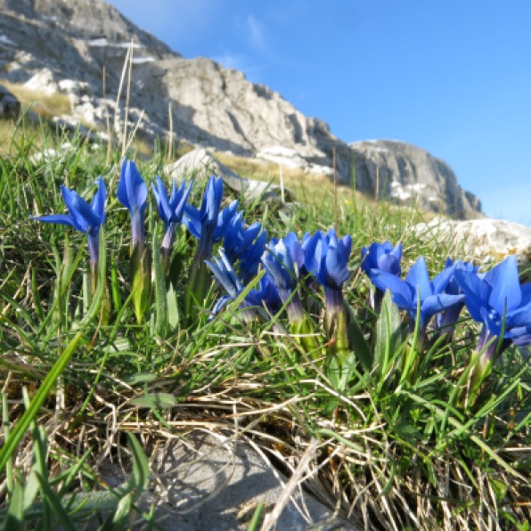 Spring Gentians in extraordinary profusion on the shoulder of Astraka's main peak