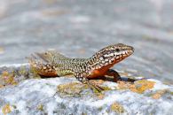 Balkan wall lizard, one of the real treats of Aghios Achillios