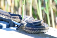four-striped snake, among Europe's largest, on the causeway: don't worry they are harmless